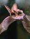 The Long eared bat's Avatar